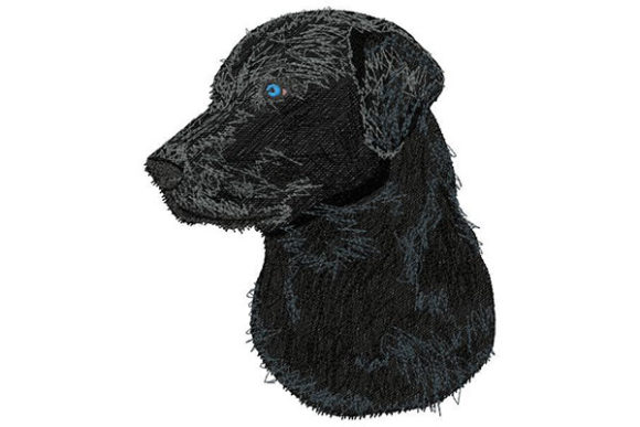 Labrador Retriever Looking to the Side